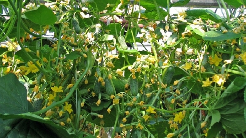 Domestic hybrid of Garland cucumbers, which will delight you with a rich harvest