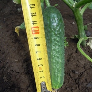 Domestic hybrid of Garland cucumbers, which will delight you with a rich harvest