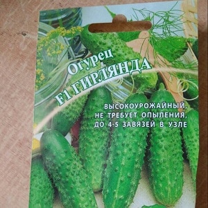 Domestic hybrid of Garland cucumbers, which will delight you with a rich harvest