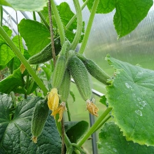 Domestic hybrid of Garland cucumbers, which will delight you with a rich harvest