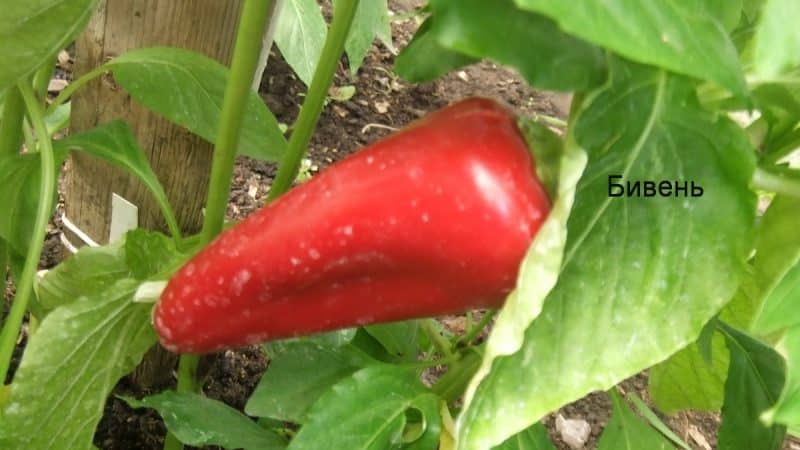 Review of thick-walled and high-yielding Tusk pepper: what kind of variety is it and how to grow it on your site