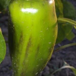 What to do if pepper fruits turn black: identify the cause and effectively combat it