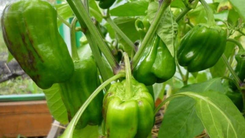 What to do if pepper fruits turn black: identify the cause and effectively combat it