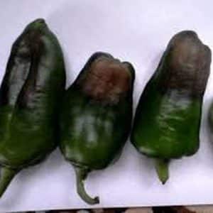 What to do if pepper fruits turn black: identify the cause and effectively combat it