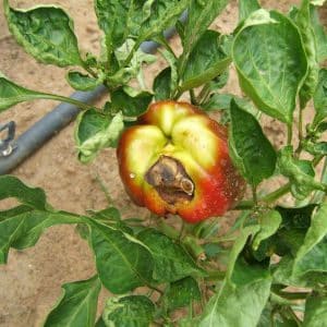 What to do if pepper fruits turn black: identify the cause and effectively combat it