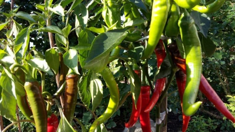 Pros and cons of growing Tsitsak pepper: how to get a good harvest