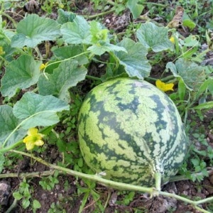 Why watermelon is not sweet: causes of the problem and methods of preventing it