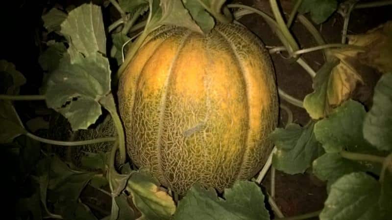 Why does melon taste bitter and can you eat it?