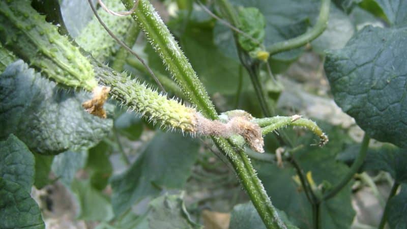 Why do cucumbers rot in a greenhouse and what to do to save your harvest?