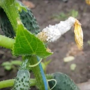 Why do cucumbers rot in a greenhouse and what to do to save your harvest?