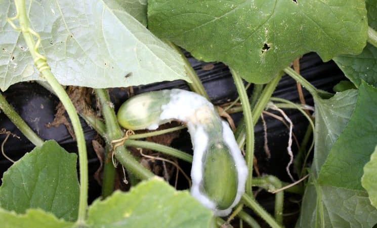Why do cucumbers rot in a greenhouse and what to do to save your harvest?