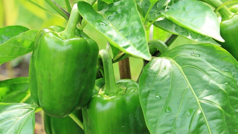 Why peppers don’t turn red in a greenhouse: find out the reason and speed up ripening