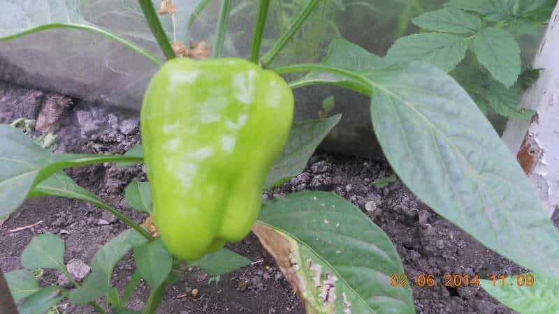 Why peppers don’t turn red in a greenhouse: find out the reason and speed up ripening