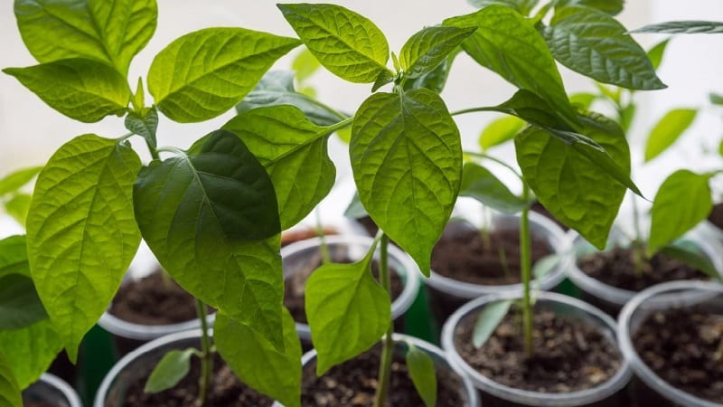 Why peppers don’t grow: possible causes of the problem and methods for solving them