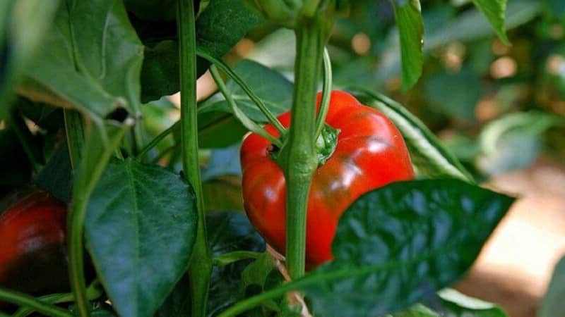 Why peppers don’t grow: possible causes of the problem and methods for solving them