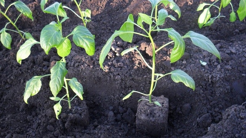 Why peppers don’t grow: possible causes of the problem and methods for solving them