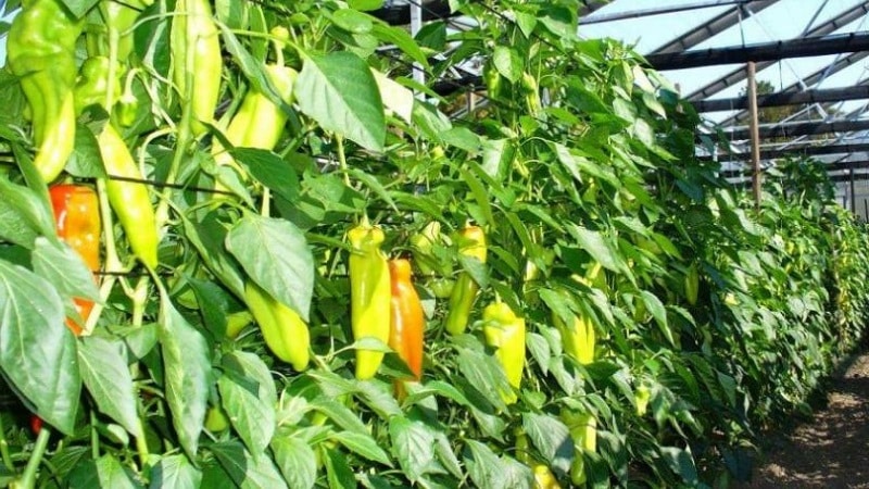 Why peppers don’t grow: possible causes of the problem and methods for solving them