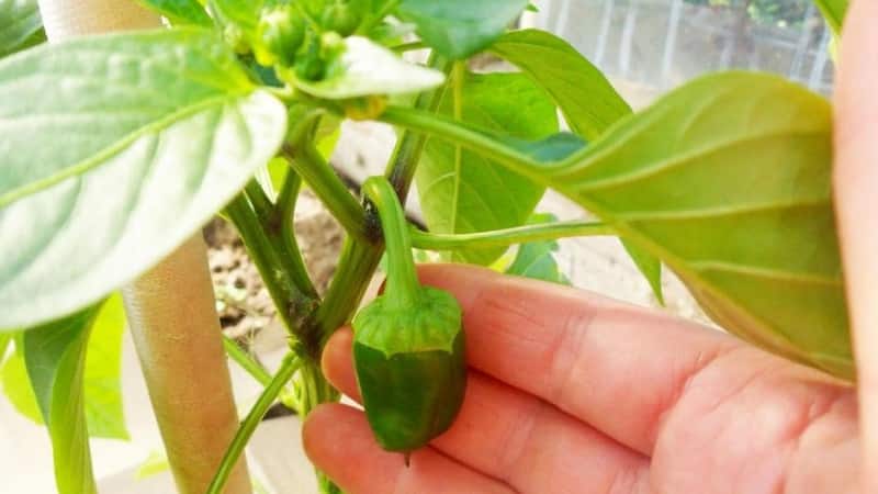 Why do the ovaries of peppers fall off in a greenhouse and what to do to save your harvest?
