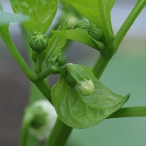 Why do the ovaries of peppers fall off in a greenhouse and what to do to save your harvest?