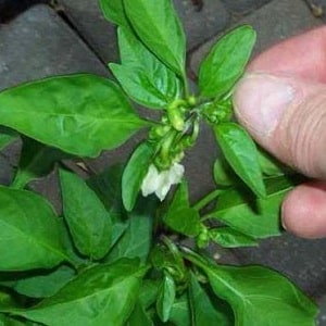Why do the ovaries of peppers fall off in a greenhouse and what to do to save your harvest?