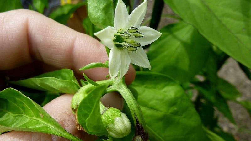 Why do the ovaries of peppers fall off in a greenhouse and what to do to save your harvest?