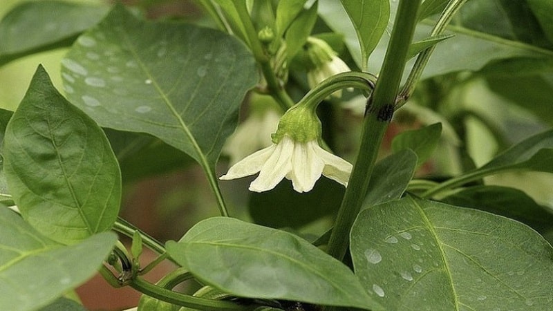 Why do the ovaries of peppers fall off in a greenhouse and what to do to save your harvest?