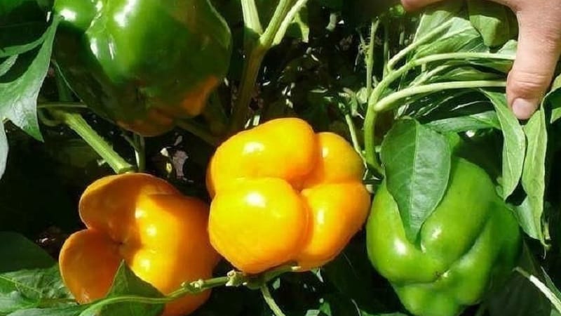 Why do the ovaries of peppers fall off in a greenhouse and what to do to save your harvest?