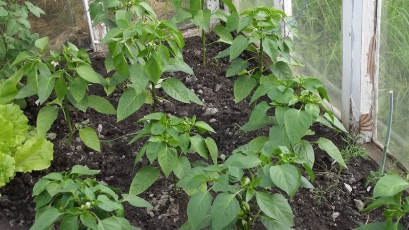Why do the ovaries of peppers fall off in a greenhouse and what to do to save your harvest?