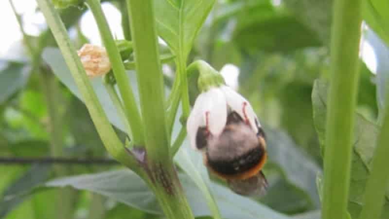 Why do the ovaries of peppers fall off in a greenhouse and what to do to save your harvest?