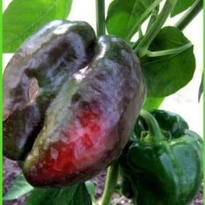 Why pepper rots on the bush: we identify the cause of the problem and effectively save our harvest