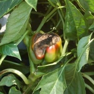 Why pepper rots on the bush: we identify the cause of the problem and effectively save our harvest