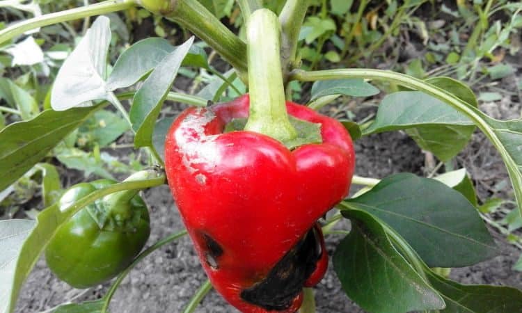 Why pepper rots on the bush: we identify the cause of the problem and effectively save our harvest