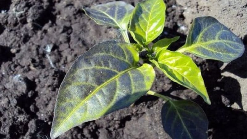 Why peppers turned purple: determining the cause and effectively combating it