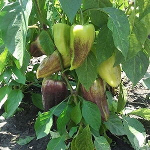 Why peppers turned purple: determining the cause and effectively combating it