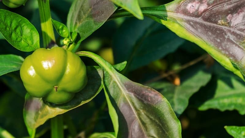 Why peppers turned purple: determining the cause and effectively combating it