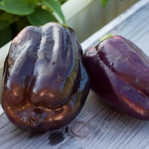 Why peppers turned purple: determining the cause and effectively combating it