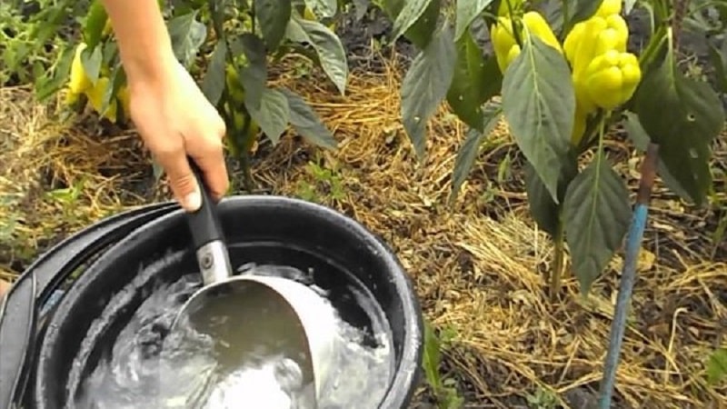 Why peppers turned purple: determining the cause and effectively combating it