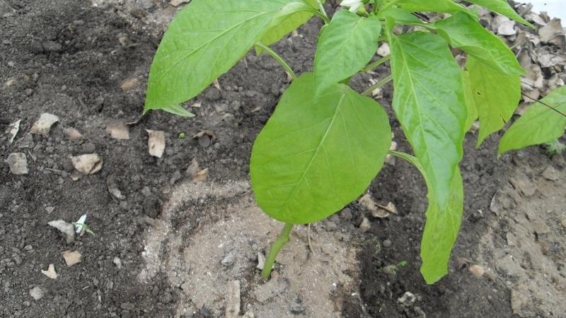Why peppers turned purple: determining the cause and effectively combating it