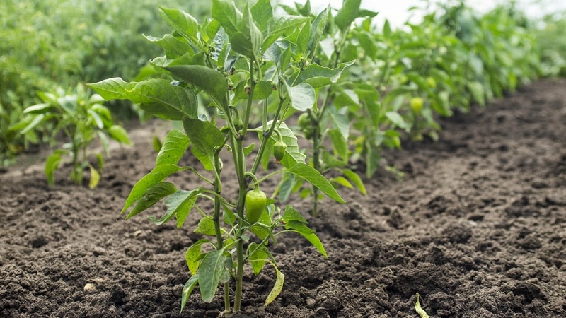 Why peppers turned purple: determining the cause and effectively combating it