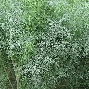 Why does white bloom appear on dill and how to deal with it