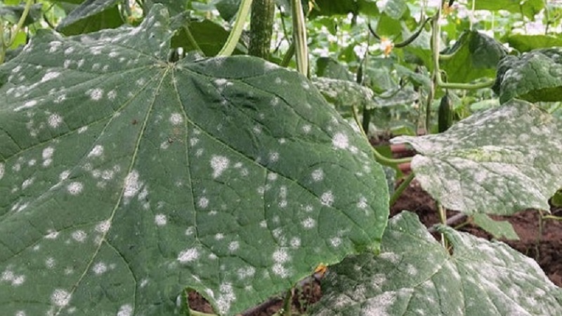Why white spots appear on cucumber leaves and what to do to save the harvest