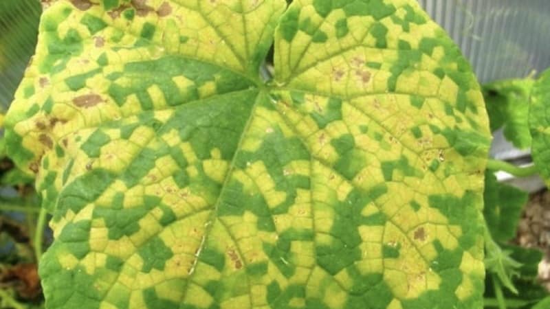 Why white spots appear on cucumber leaves and what to do to save the harvest