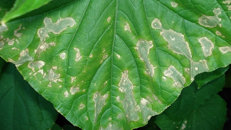 Why white spots appear on cucumber leaves and what to do to save the harvest
