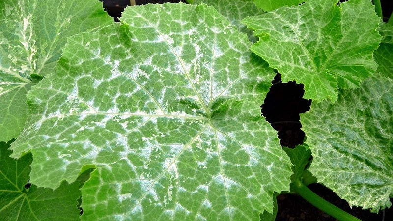 Why white spots appear on cucumber leaves and what to do to save the harvest