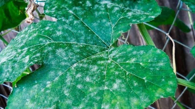 Why white spots appear on cucumber leaves and what to do to save the harvest