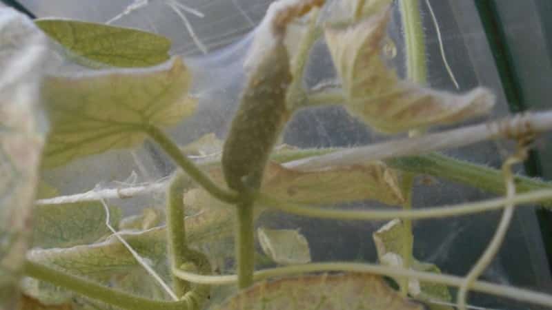 Why white spots appear on cucumber leaves and what to do to save the harvest