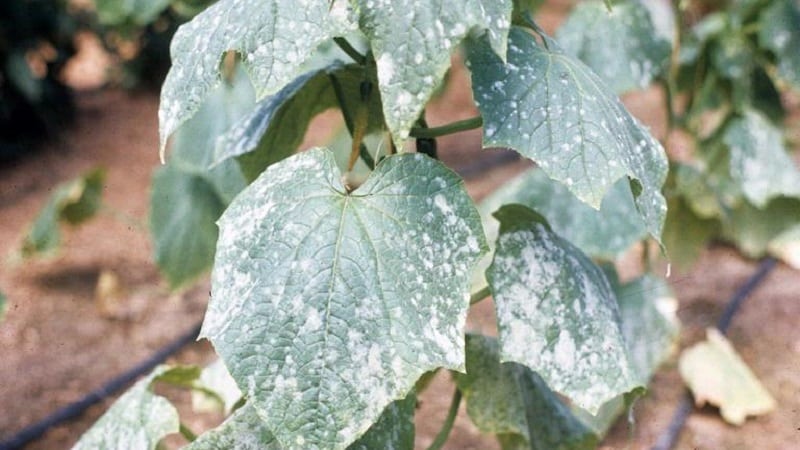 Why white spots appear on cucumber leaves and what to do to save the harvest