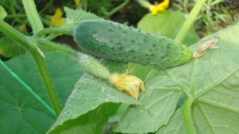 Why white spots appear on cucumber leaves and what to do to save the harvest