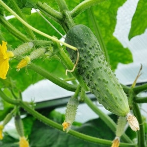 Why white spots appear on cucumber leaves and what to do to save the harvest