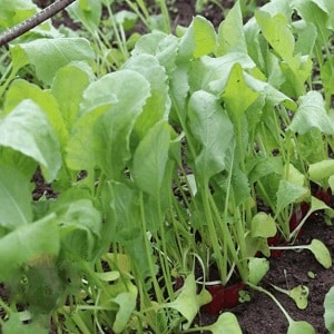 Why radishes go into color and how to grow them to prevent the problem